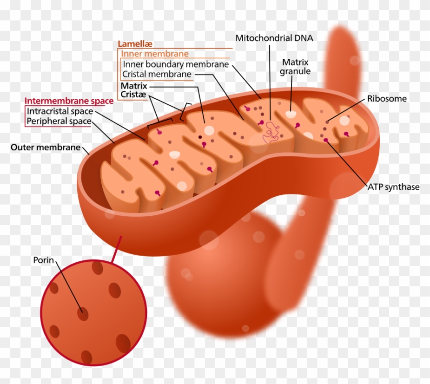 Structure Of A Typical Mitochondrion Cytoplasm In The Mitochondria Hd Png Download