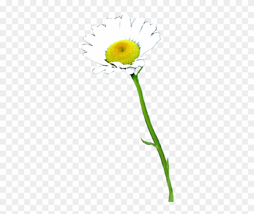 daisy clipart real real daisy flower png transparent png 496x709 540615 pngfind real daisy flower png transparent png