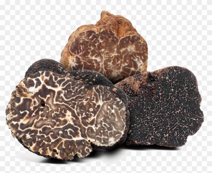 542-5422917_truffle-cultivation-brumale-truffle-hd-png-download.png