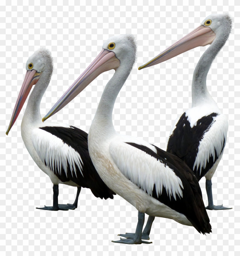 Ocean Birds Background Png - Mr Percival Mr Proud And Mr Ponder