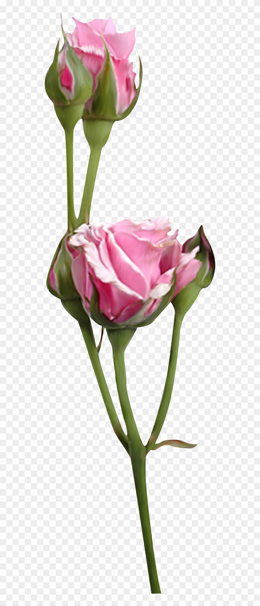 Flores Png - Garden Roses, Transparent Png - 552x1877(#559717) - PngFind