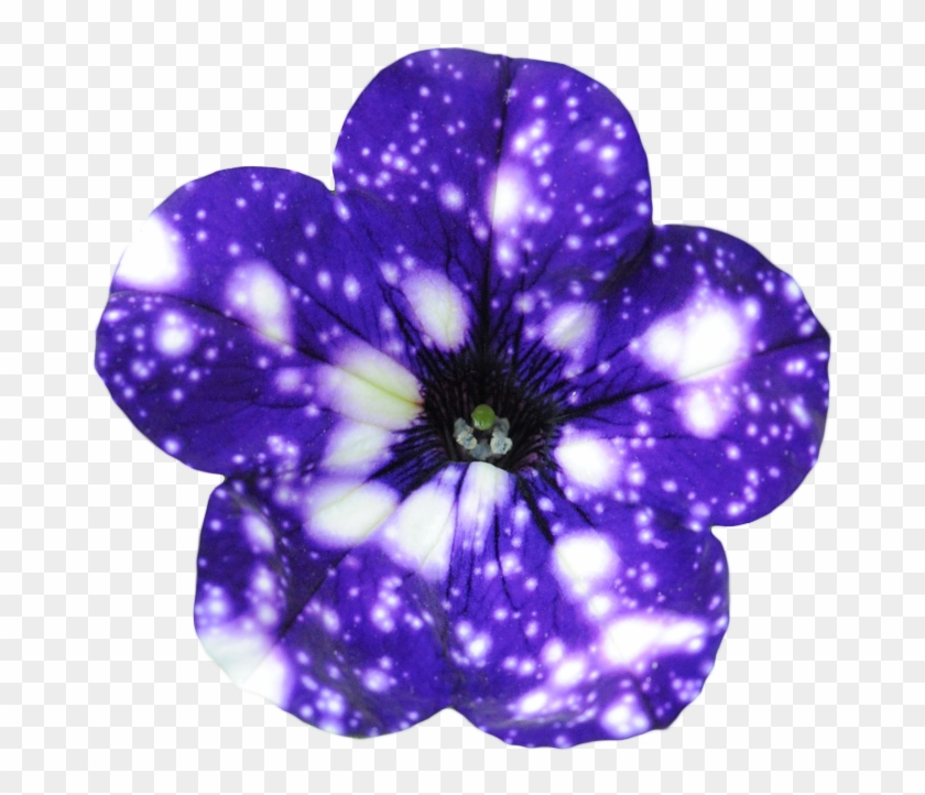 Night Sky Petunia Night Sky Petunia Flower Hd Png Download 694x663 5501057 Pngfind