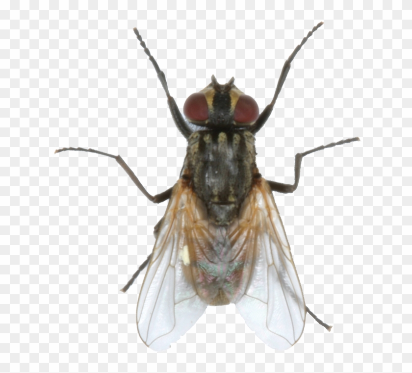 Clarifly Larvicide - House Fly, HD Png Download - 1106x1200(#5542569 ...