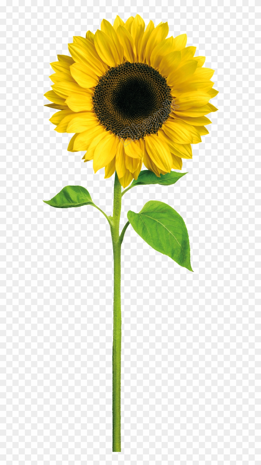 Sunflowers Vector Crown - Sunflower With Stem Png, Transparent Png