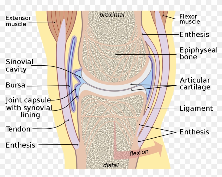 synovial-membrane-hd-png-download-1200x877-563709-pngfind