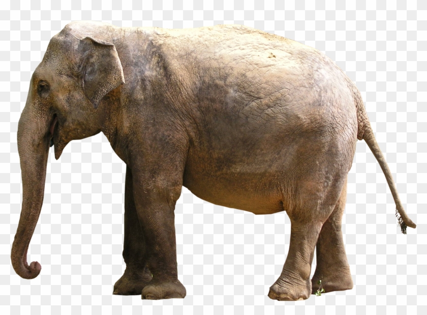 Gray Elephant Standing - Elephant Images Png, Transparent Png -  1753x1210(#567767) - PngFind