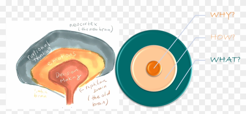 Golden Circle Simon Sinek Brain Stages Of The Brains Evolution Hd Png Download 1315x548 5619013 Pngfind