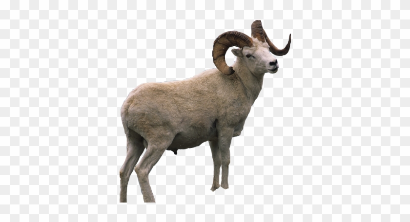 Free Ram Horns PNG Images  Ram Horns Transparent Background Download -  PinPNG