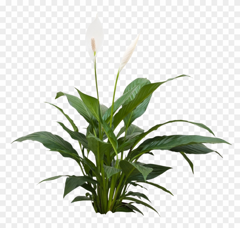 Spathiphyllum Tafel Plant, HD Png Download 2048x1923(573450) PngFind