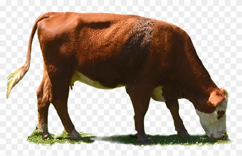 cow png images