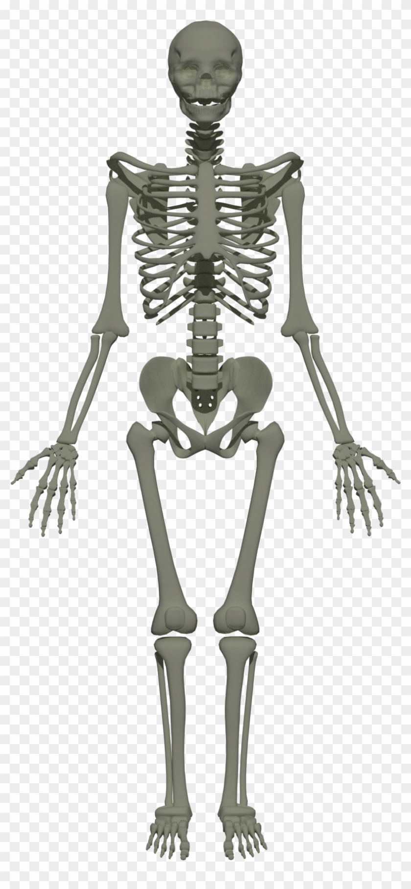 201805 Human Skeleton, HD Png Download - 1920x1920(#579616) - PngFind