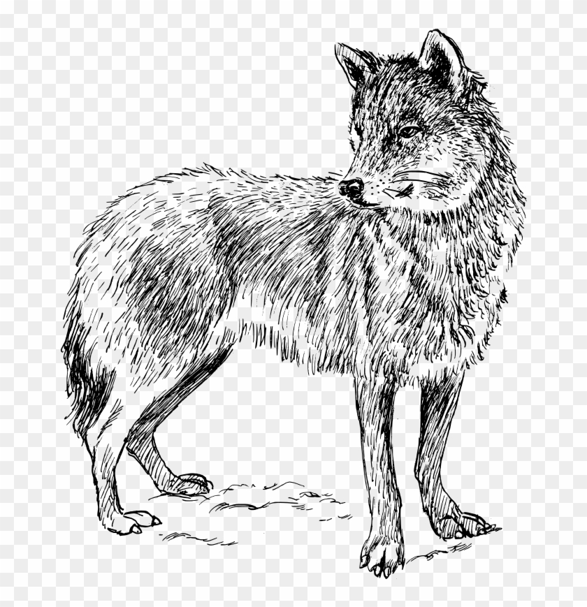 free vector wolf  real animal colouring pages hd png
