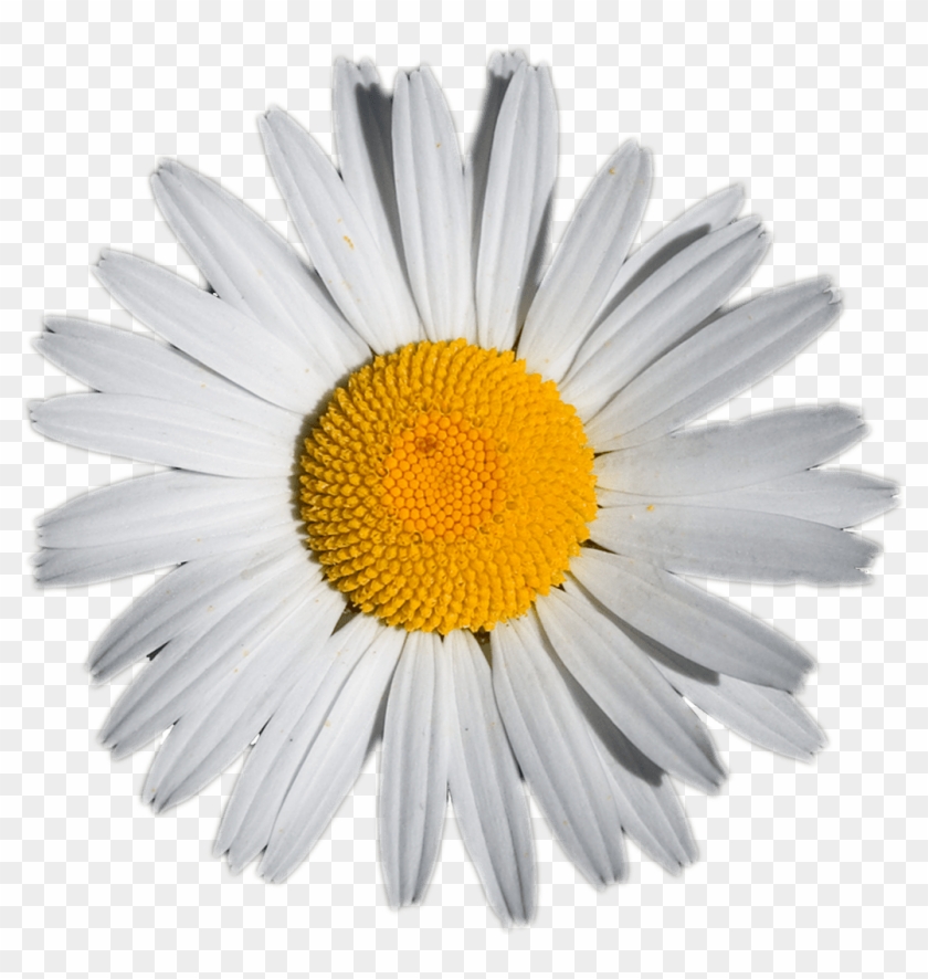 Daisy, HD Png Download - 1135x1037(#5783246) - PngFind