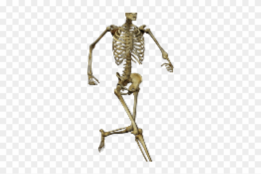 Human Skeleton Png, Transparent Png - 640x480(#580459) - PngFind