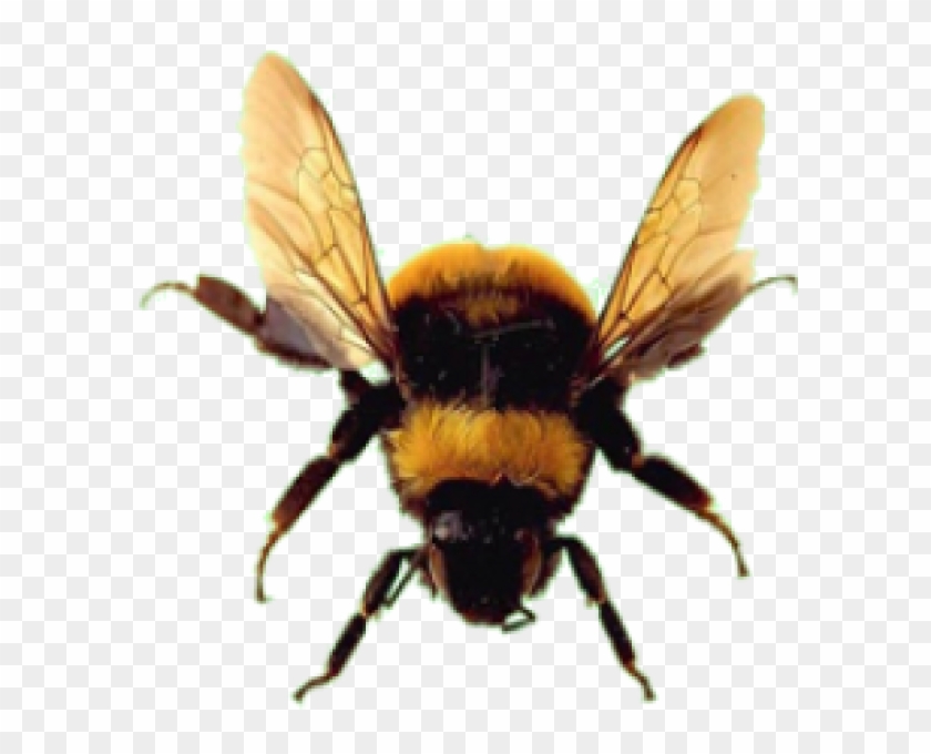 Bee Png Free Download - Bee No Background, Transparent Png - 600x600