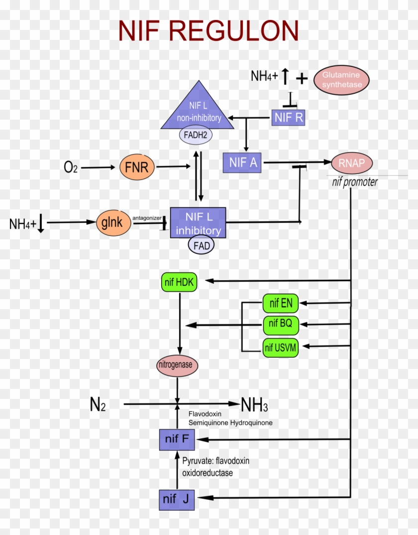 Nif Genes In Nitrogen Fixation, HD Png Download - 1200x1477(#5817469