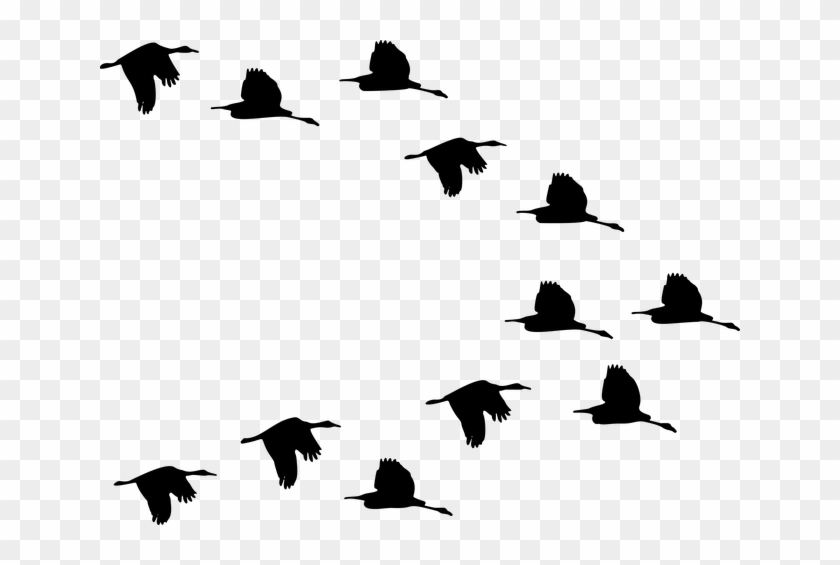 Download Birds Migrating Coloring Page, HD Png Download - 640x485 ...