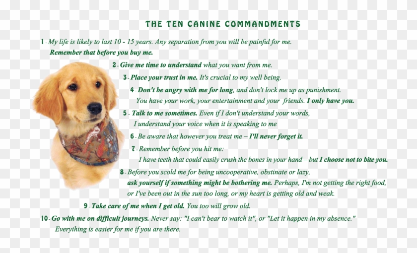 Image Golden Retriever Puppy With Ten Canine Commandments 10