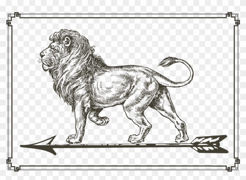 Lion Sketch Images  Browse 39279 Stock Photos Vectors and Video  Adobe  Stock
