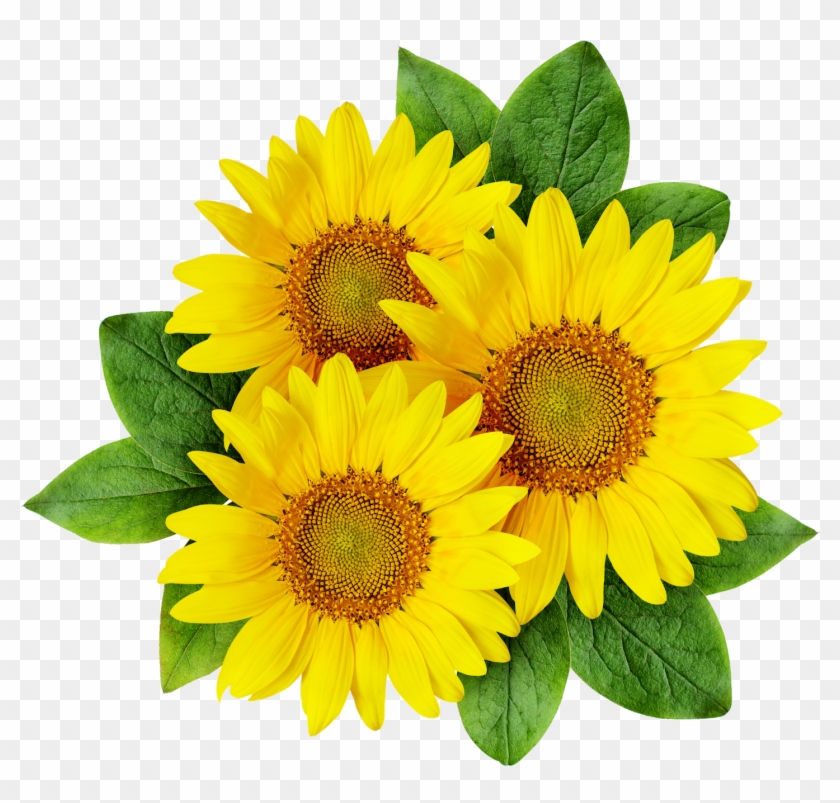 Free Free 249 Clipart Sunflower Png Transparent SVG PNG EPS DXF File