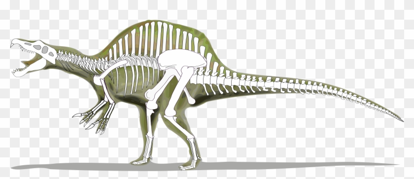 skeleton of a spinosaurus