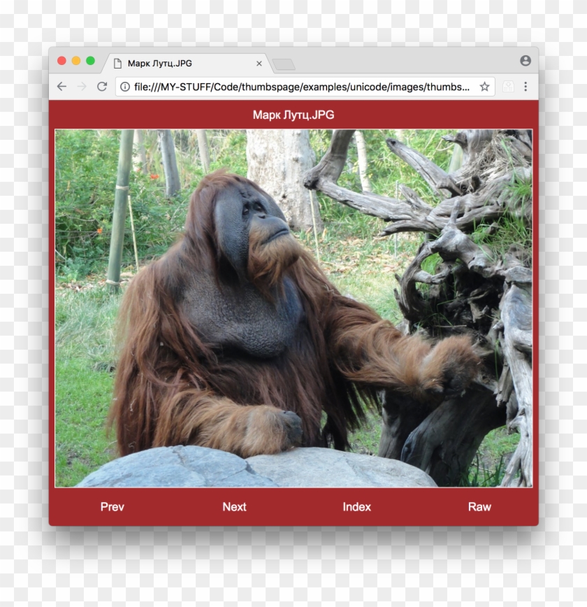 orangutan png download orangutan transparent png 1557x1535 5944646 pngfind pngfind