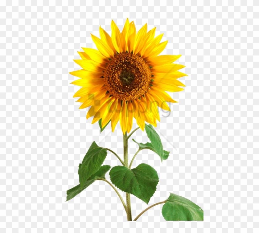 Free Free 114 Sunflower Heart Svg Free SVG PNG EPS DXF File