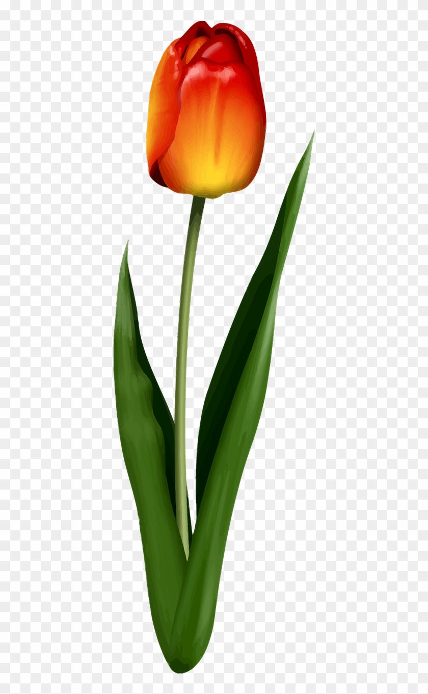 Tulip, HD Png Download - 640x1280(#5995559) - PngFind