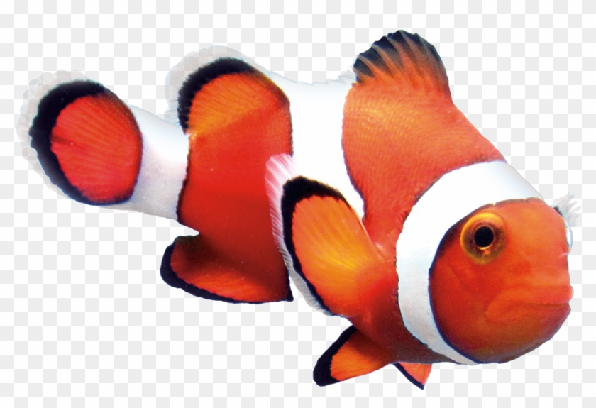 Download Clown Fish Png Transparent Png 980x669 602874 Pngfind