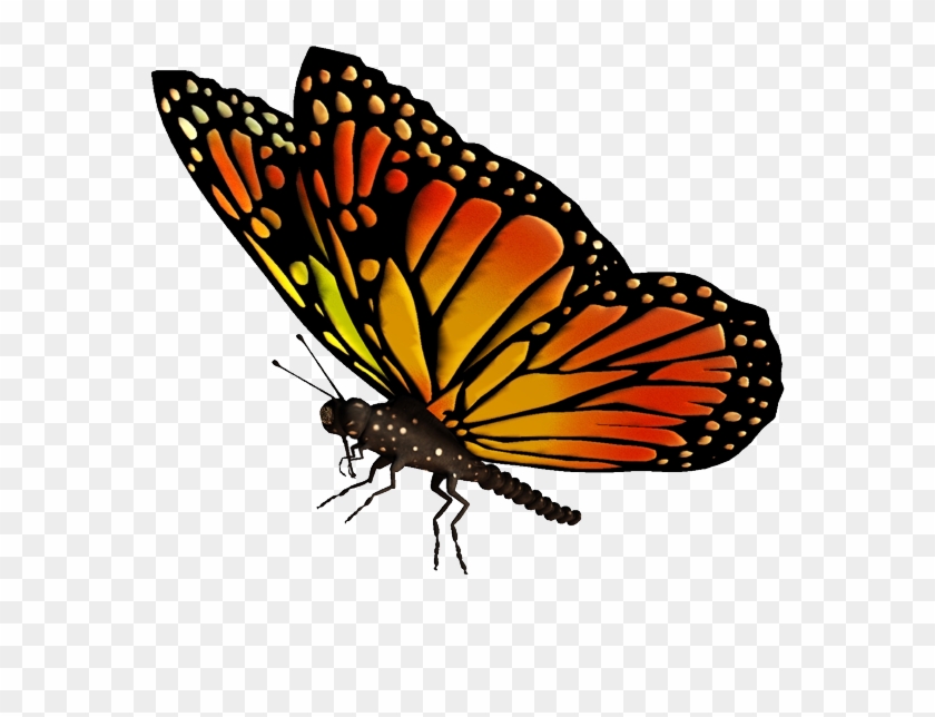 Bướm đang bay: Nếu bạn là một tín đồ của vẻ đẹp đầy mê hoặc của bướm đang bay thì hãy đến và cùng chúng tôi ngắm nhìn. Hình ảnh này sẽ khiến bạn cảm thấy như đang trôi dạt giữa không trung, với vẻ đẹp tuyệt vời của những cánh bướm đang tung bay.