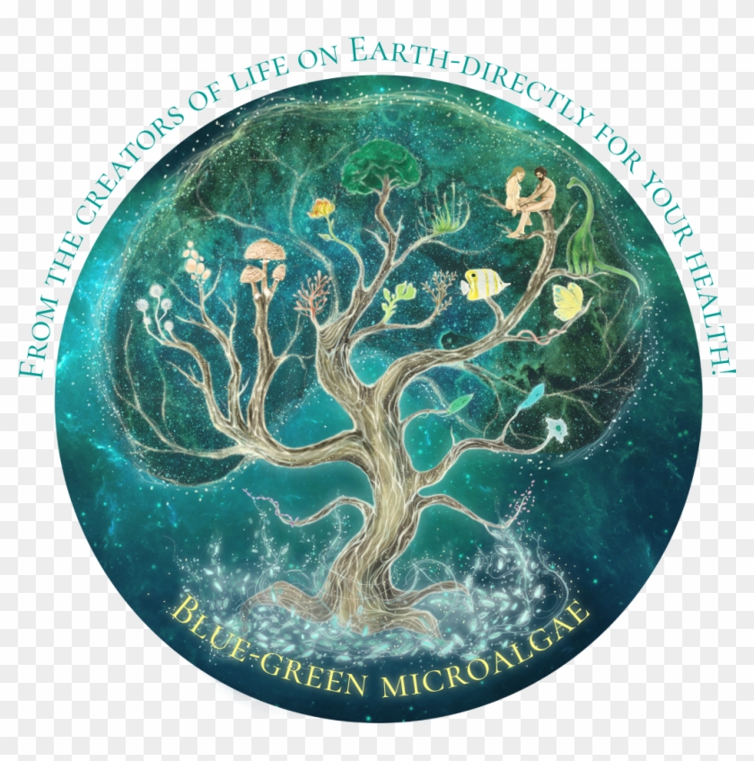 Tree Of Life - Tree, HD Png Download - 1024x1024(#6028297) - PngFind