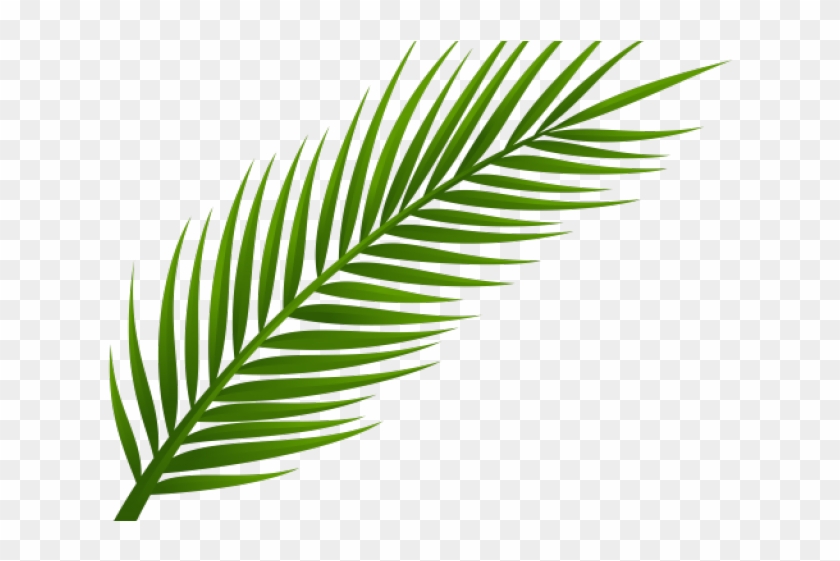 coconut tree leaf png transparent png 640x480 6032211 pngfind coconut tree leaf png transparent png