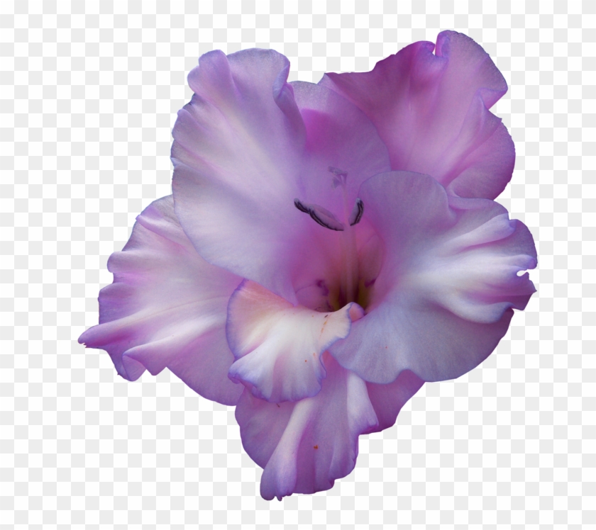 Purple Gladiolus Flower Png Png Download Gladiolus Transparent Png Download 678x668 6057065 Pngfind