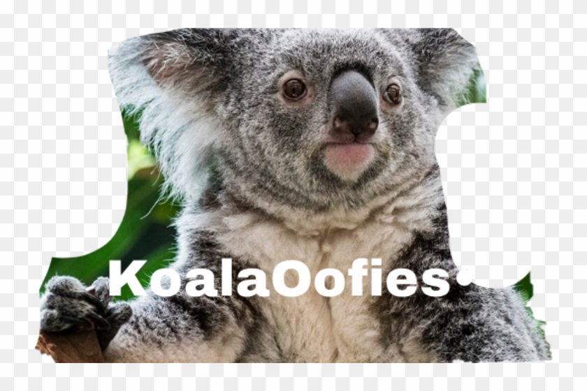 Koala Hd Png Download 742x480 Pngfind