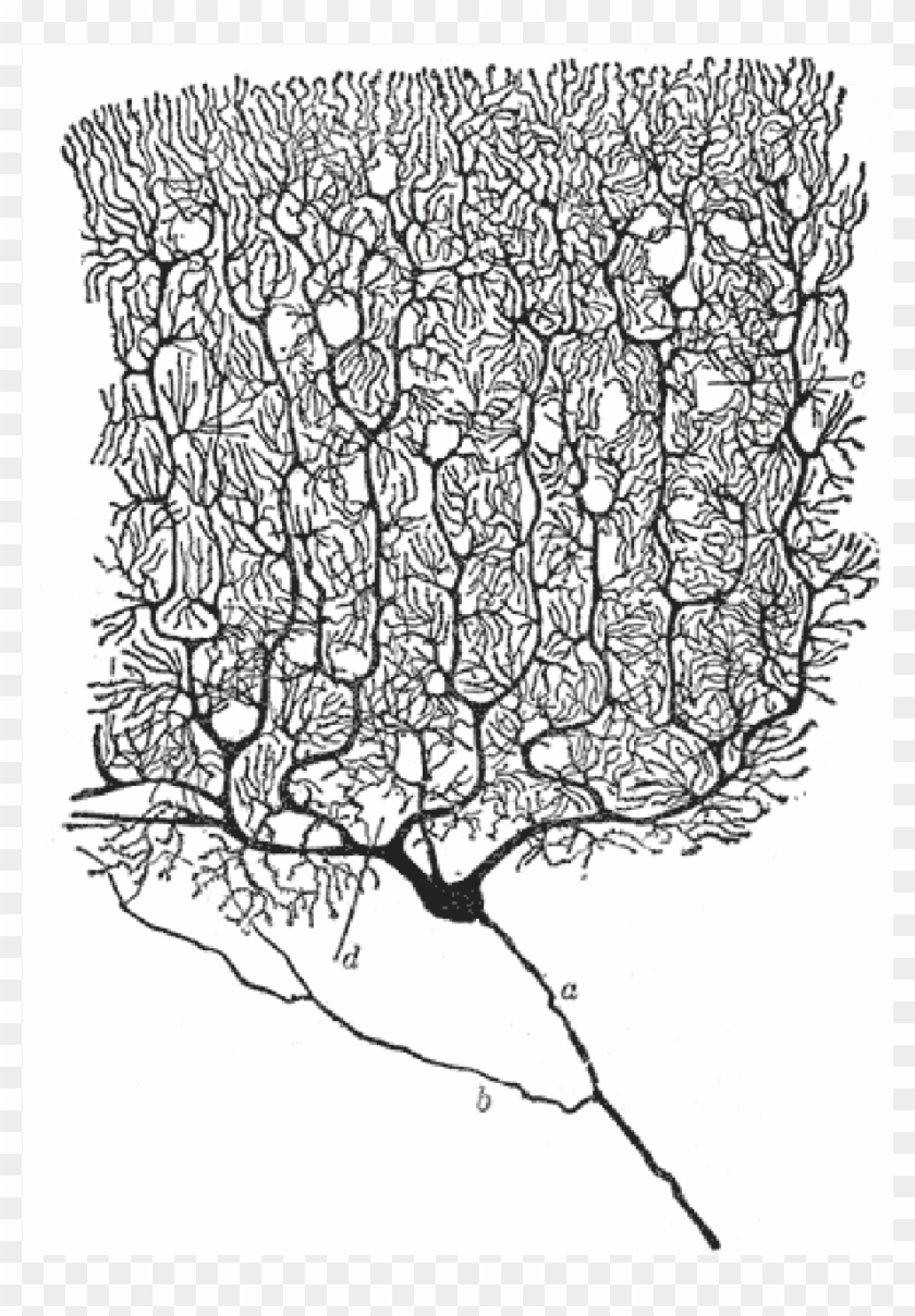 Drawing Of A Purkinje Cell By Santiago Ramón Y Cajal - Neurons Ramon Y ...