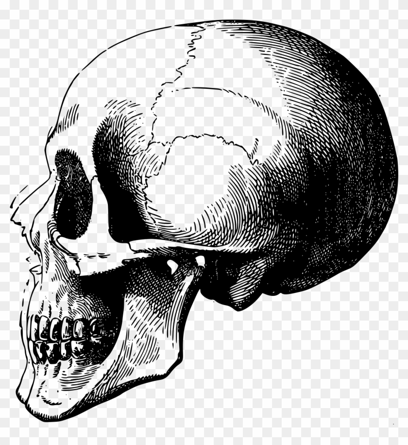 Skull Human skeleton Drawing, skull, face, monochrome, head png | PNGWing