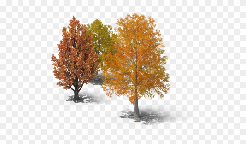 Tree Pruning And Tree Trimming - Maple, HD Png Download - 667x496