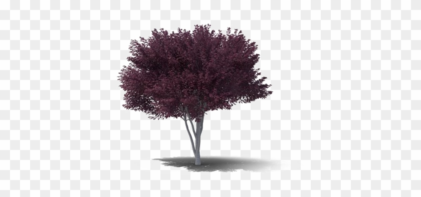 plum png background image plum tree png transparent png 600x600 6148765 pngfind plum png background image plum tree