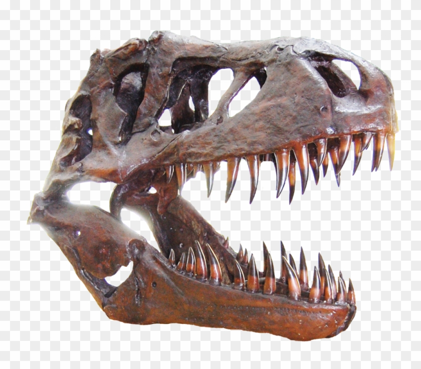 Dinosaur Skull Png, Transparent Png - 1024x849(#6170867) - PngFind