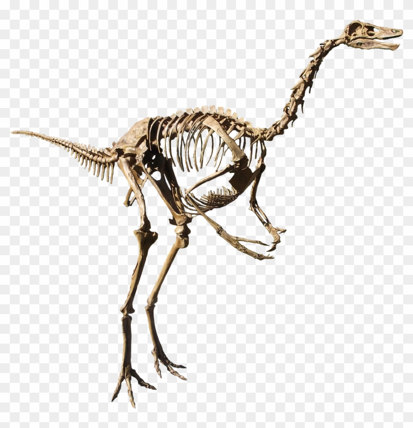 struthiomimus dinosaur