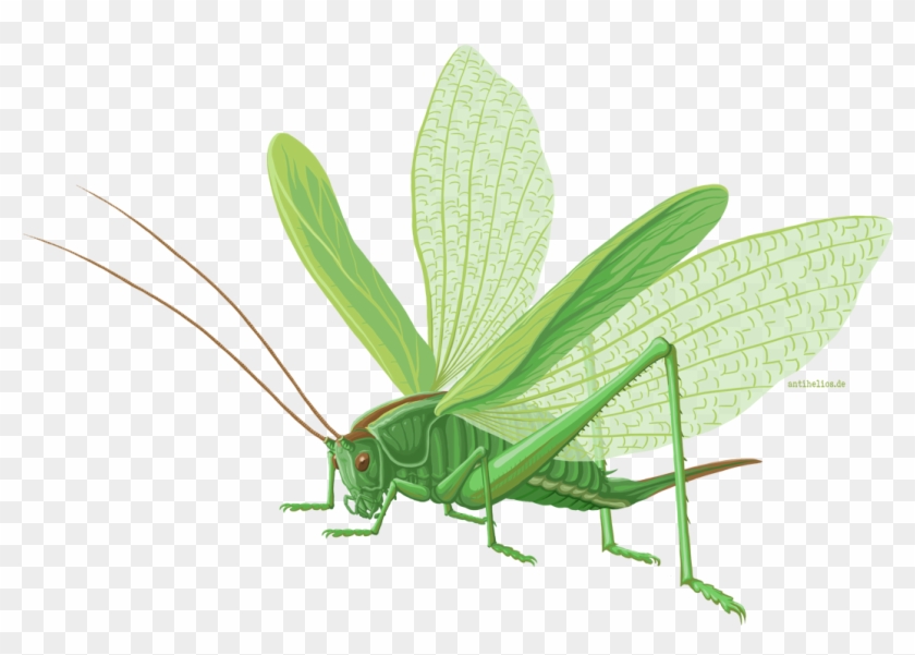 Grasshopper, HD Png Download - 1116x771(#6233581) - PngFind