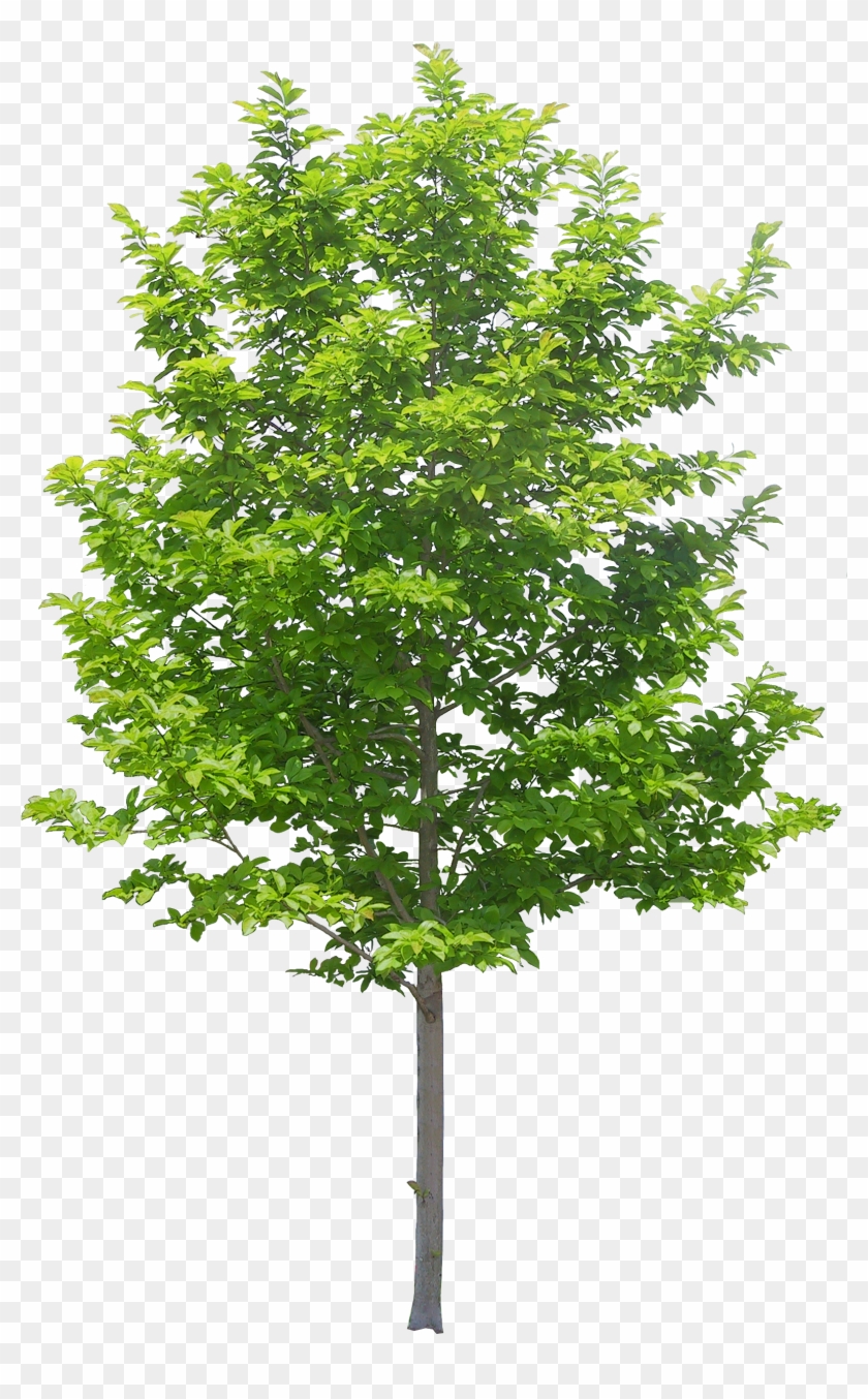 Arvore Pinterest Tree Photoshop - Trees Png, Transparent Png