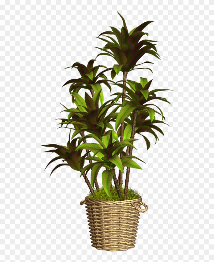 Plantas En Formato Png Transparent Png X PngFind