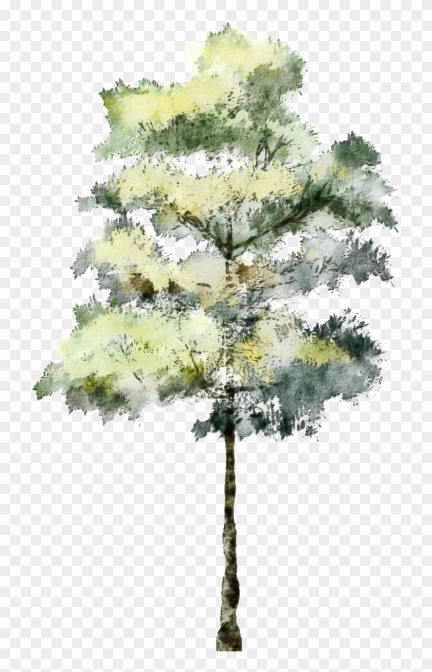 Evergreen Branch Png - Architecture Tree For Render, Transparent Png