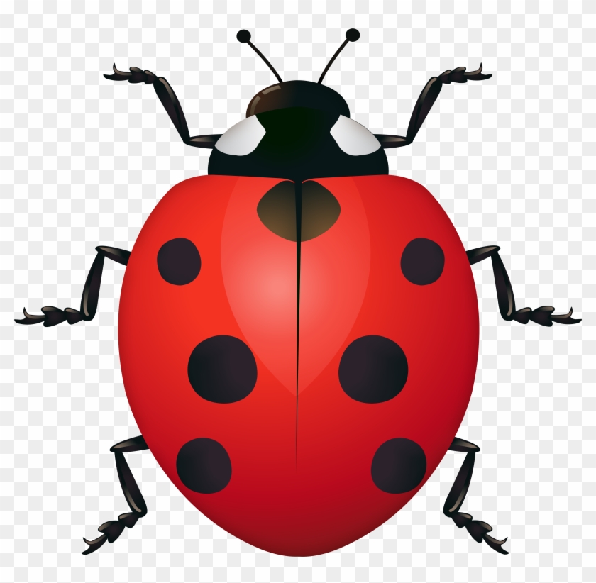 ladybug-clipart-image-hd-png-download-8000x7465-6278937-pngfind