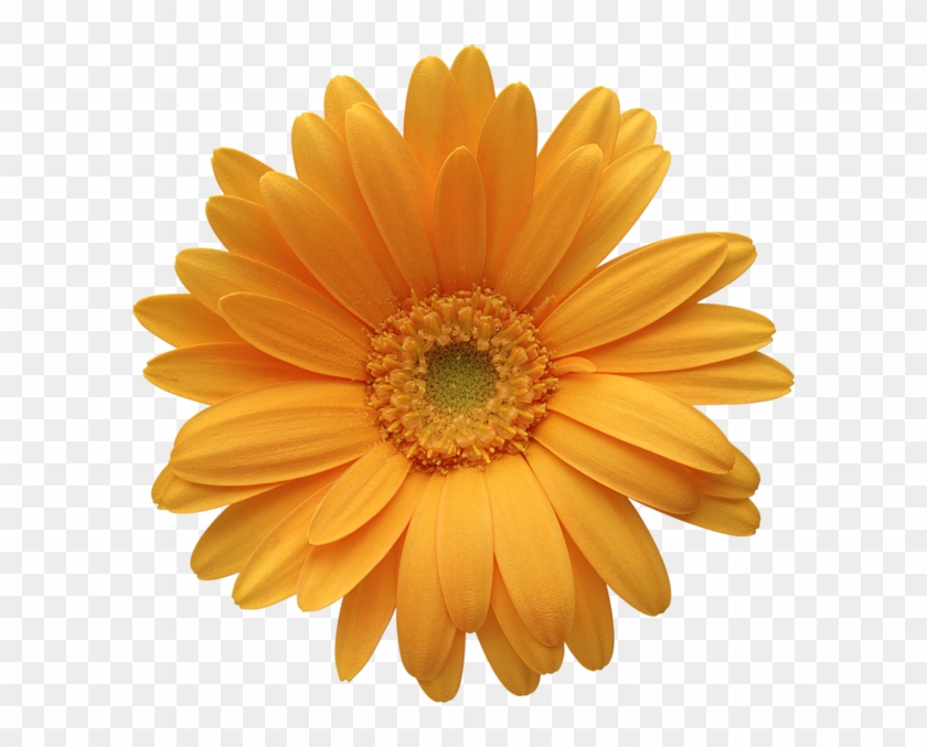 Barberton Daisy, HD Png Download - 600x597(#6296213) - PngFind