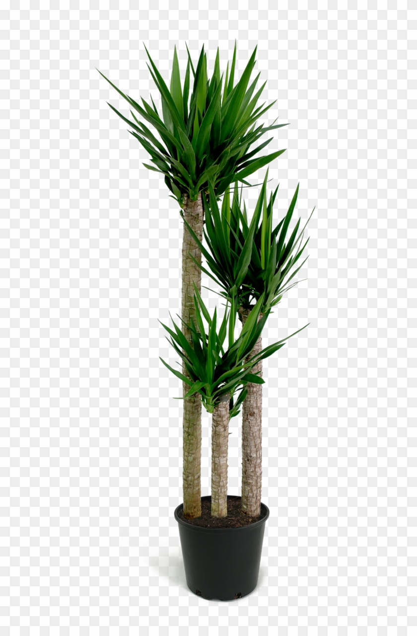 Yucca Cane Png , Png Download - Yucca Cane Png, Transparent Png ...