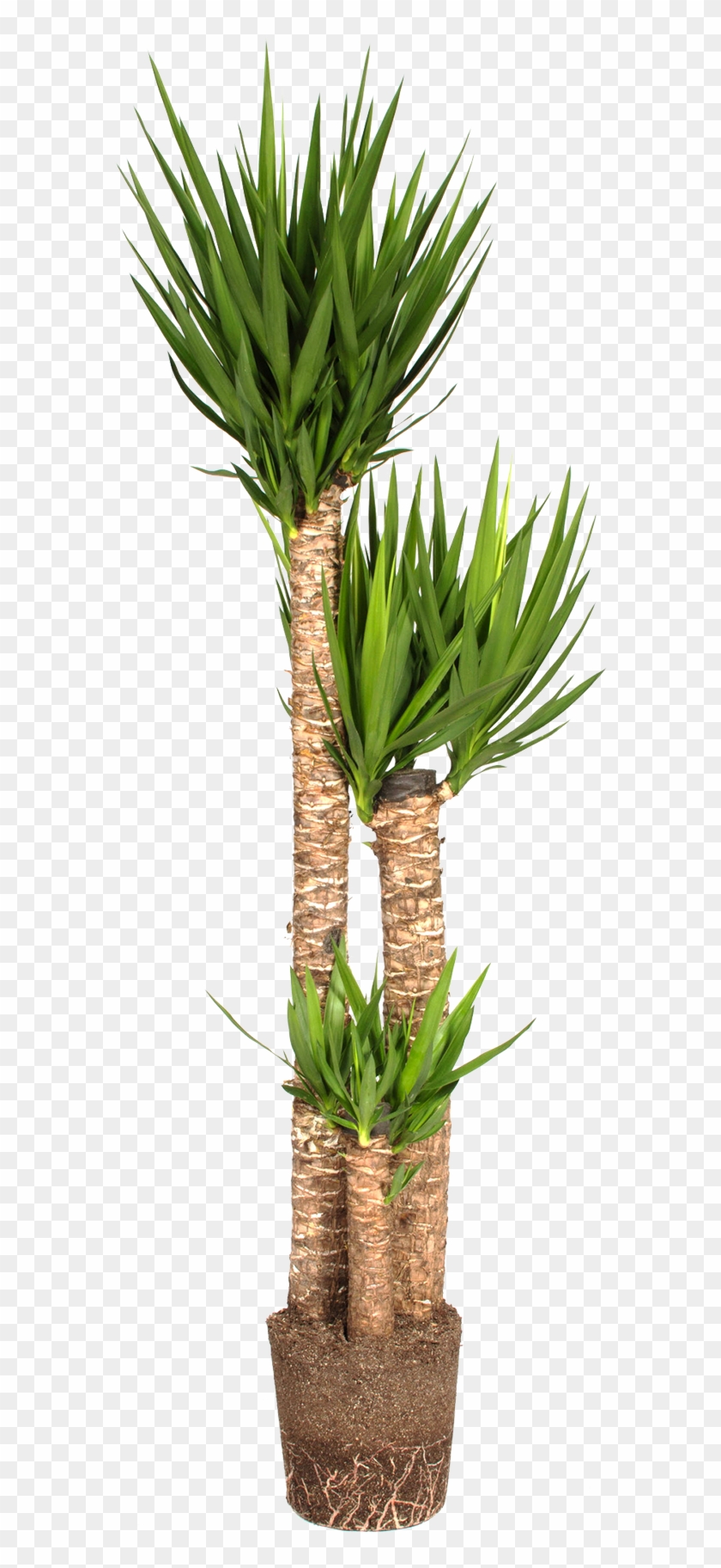 Yucca Png , Png Download - Spineless Yucca, Transparent Png - 576x1744 ...