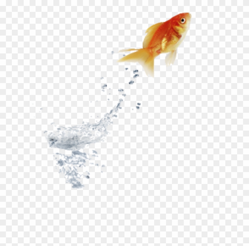 fish jumping out of water hd