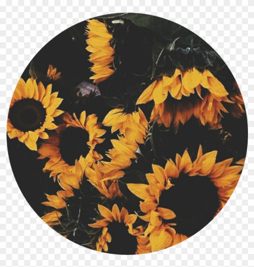 Girasol Girasoles Girasoles? Flores Happy Circle , - Aesthetic Backgrounds  Yellow, HD Png Download - 1016x1020(#6355669) - PngFind